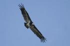 White-headed Vulture by Mick Dryden
