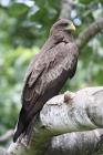 Yellow-billed Kite by Mick Dryden