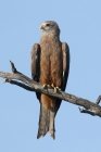 Yellow billed Kite by Mick Dryden