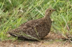 Double banded Sandgrouse by Mick Dryden