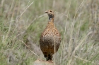 Grey winged Francolin by Mick Dryden
