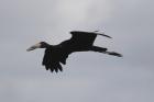 Openbill Stork by Mick Dryden