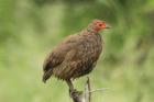 Swainson's Spurfowl by Mick Dryden