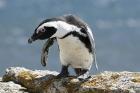 African Penguin by MIck Dryden