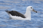 Black-browed Albatross by Mick Dryden