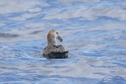 Northern Giant Petrel by Mick Dryden