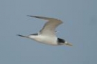 Swift Tern by Mick Dryden
