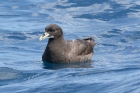 White chinned Petrel by Mick Dryden