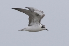 White winged Tern by Mick Dryden