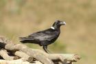 White-necked Raven by Mick Dryden