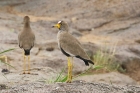 African Wattled Lapwing by Mick Dryden