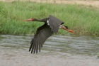 Black Stork by Mick Dryden