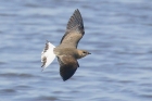 Collared Pratincole by Mick Dryden