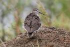 Common Sandpiper by Mick Dryden