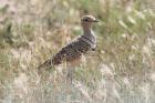 Double-banded Courser by Mick Dryden