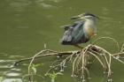 Green-backed Heron by Mick Dryden