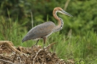 Goliath Heron by Mick Dryden