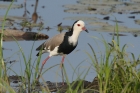 Long toed Lapwing by Mick Dryden