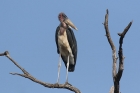 Marabou Stork by Mick Dryden