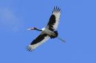 Saddle-billed Stork by Mick Dryden