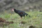 Southern Bald Ibis by Mick Dryden