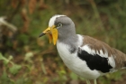 White-crowned Lapwing by Mick Dryden