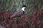 Spur winged Plover by Mick Dryden