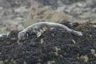 Atlantic Grey Seal by Regis Perdriat