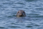 Atlantic Grey Seal by Mick Dryden