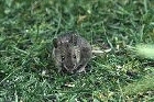 House Mouse by Mick Dryden