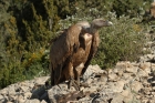 Griffon Vulture by Mick Dryden