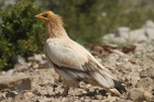 Egyptian Vulture by Mick Dryden