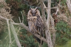 Long-eared Owl by Mick Dryden