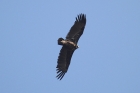 Eurasian Black Vulture by Mick Dryden