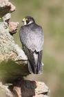 Peregrine Falcon by Mick Dryden