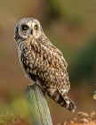 Short eared Owl by Stewart Logan