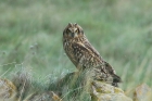 Short eared Owl by Mick Dryden