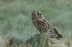Short eared Owl by Mick Dryden