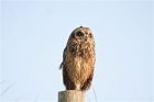 Short-eared Owl by Tony Paintin