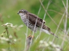 Sparrowhawk by David Smith