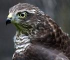 Sparrowhawk by Malcolm Smith