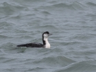 Great Northern Diver by Alan Gicquel