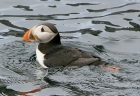 Puffin by Keith Pyman
