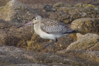 Bar tailed Godwit by Nick Jouault
