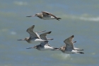Bar-tailed Godwits by Mick Dryden