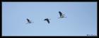 Common Cranes by Regis Perdriat