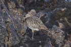 Curlew by Mick Dryden