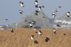 Lapwings by Mick Dryden