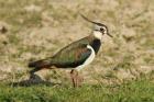 Northern Lapwing by Mick Dryden