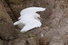 Little Egret by Mick Dryden